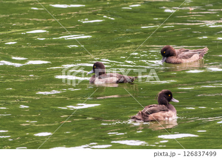 Male tufted duck, Aythya fuligula, swim in the pond 126837499