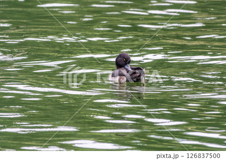 Male tufted duck, Aythya fuligula, swim in the pond 126837500