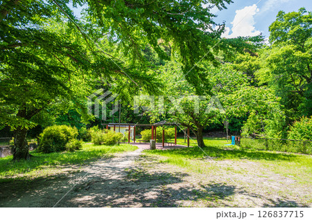 琵琶湖疏水沿いの緑地　京都市 126837715