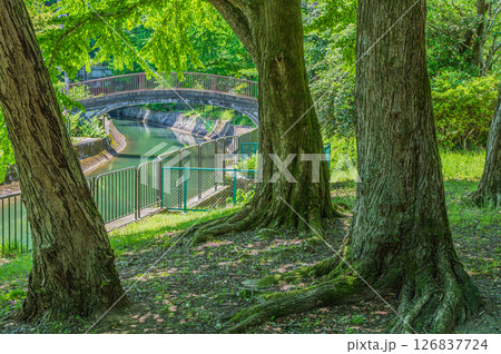 琵琶湖疏水　疏水沿いの樹林　京都市 126837724