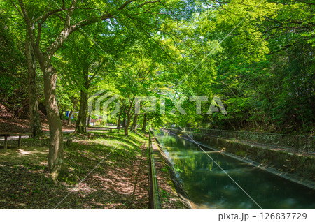 琵琶湖疏水 京都市 琵琶湖疏水 京都市 126837729