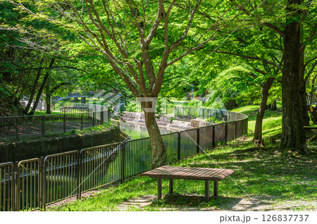琵琶湖疏水 京都市 琵琶湖疏水 京都市 126837737