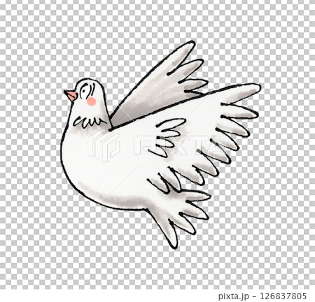 A white pigeon A white pigeon 126837805