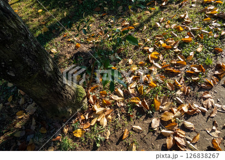 ひこばえ 126838267