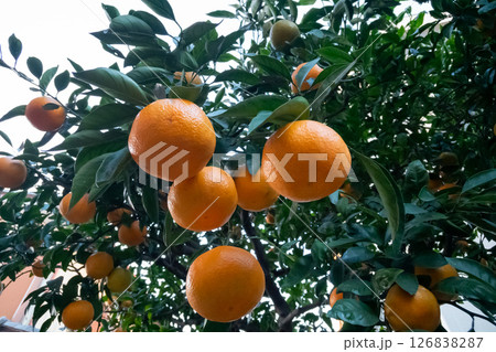 金柑の実がなる 126838287