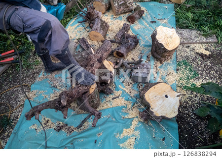 木の幹をチェーンソーで細かく切る 126838294