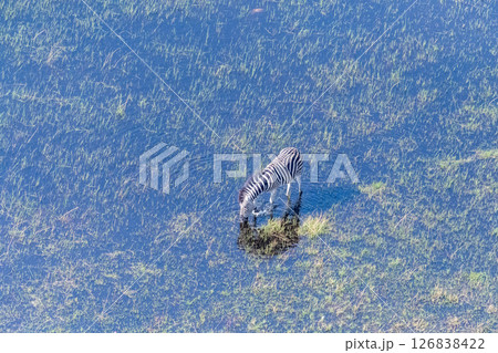 Zebra grazing in Marshlands 126838422