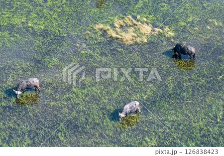Aerial shot of a herd of buffalo grazing in the Okavango Delta 126838423