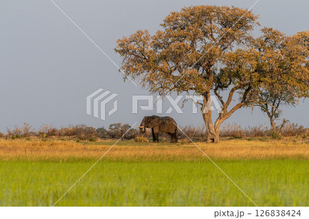 African Elephant grazing in the Okavango Delta at sunset 126838424