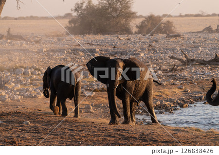 Bathing Elephants in Etosha 126838426