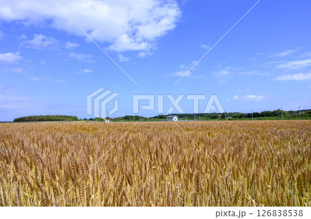 初夏の青空と小麦畑 126838538
