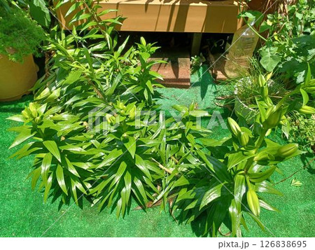 茎が倒れても太陽に向かって起き上がった百合 茎が倒れても太陽に向かって起き上がった百合 126838695