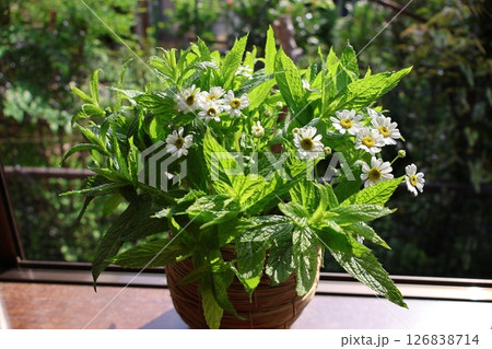 マトリカリアとミントを生ける 126838714