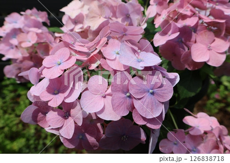 ピンク色の紫陽花ラグランジア ピンク色の紫陽花ラグランジア 126838718