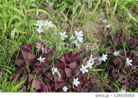 春の庭に咲く白い小さな花びらと紫色の三角形の葉を持つオキザリス・トリアングラリスの花 126838868