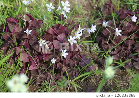 春の庭に咲く白い小さな花びらと紫色の三角形の葉を持つオキザリス・トリアングラリスの花 126838869