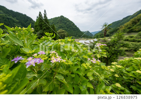 アジサイの花咲く番所の棚田の風景 アジサイの花咲く番所の棚田の風景 126838975