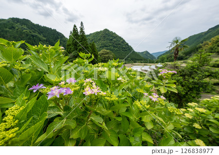 アジサイの花咲く番所の棚田の風景 126838977