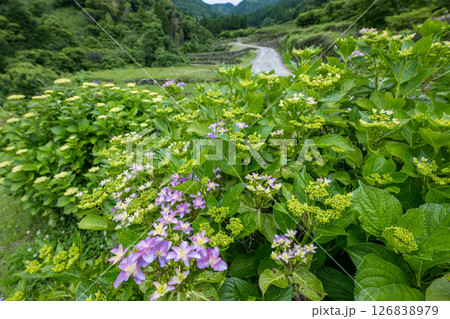 アジサイの花咲く番所の棚田の風景 アジサイの花咲く番所の棚田の風景 126838979