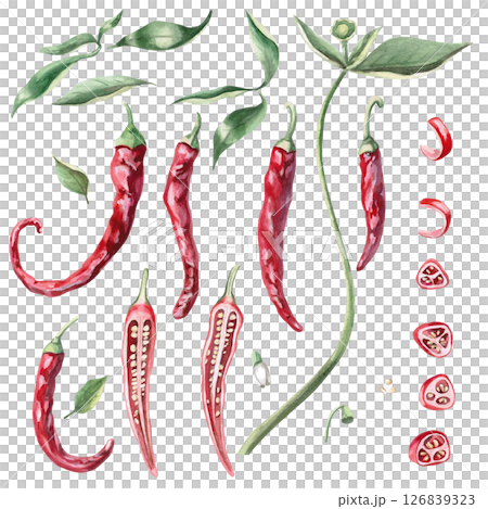 Set of hot peppers whole, halves, pieces, parts, leaves, flowers, seeds. Isolated watercolor illustration for design of culinary blogs, books, recipes, kitchen utensils Set of hot peppers whole, halves, pieces, parts, leaves, flowers, seeds. Isolated watercolor illustration for design of culinary blogs, books, recipes, kitchen utensils 126839323