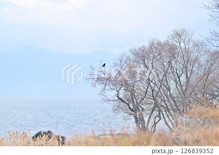 琵琶湖 琵琶湖 126839352