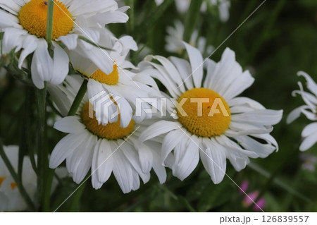 春の庭に咲く白い舌状花に中心が黄色い筒状花のフランスギクの花 126839557