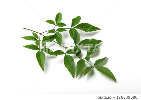 南天の葉 126839680