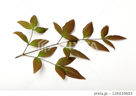 南天の葉 126839683