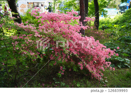 つつじ つつじ 126839993