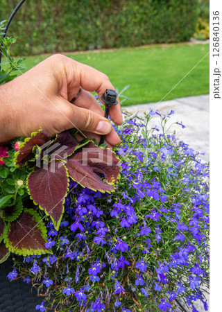 Male hand holding drip irrigation and installing it into the flo 126840136