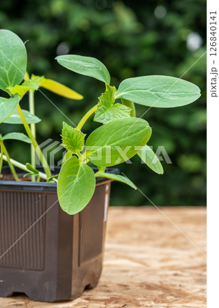 Young cucumber plants in a pot on a workbench before planting 126840141