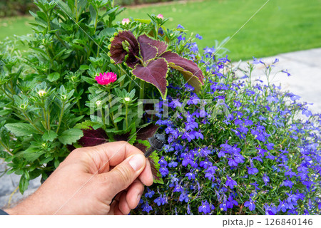 Male hand holding drip irrigation and installing it into the flo 126840146