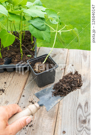 Gardener transplanting young seedling into bigger container 126840147
