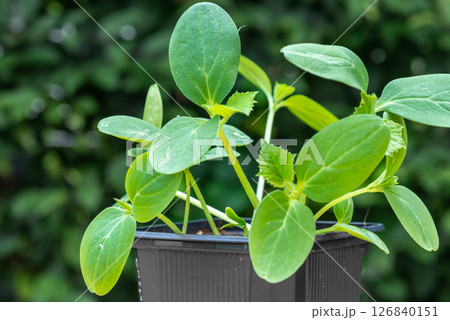 Young cucumber plants in a pot on a workbench before planting 126840151