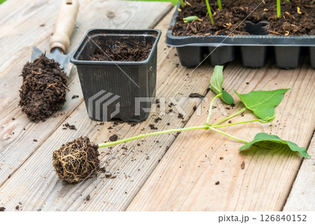 Process of transplanting vegetable seedling into plastic contain 126840152