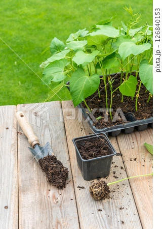 Process of transplanting vegetable seedling into plastic contain 126840153