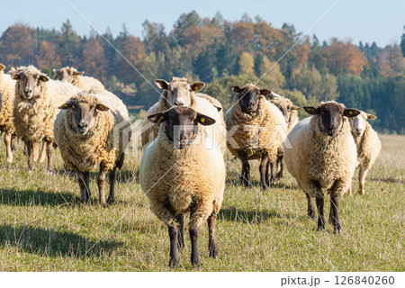Herd of sheep grazing on pasture Herd of sheep grazing on pasture 126840260