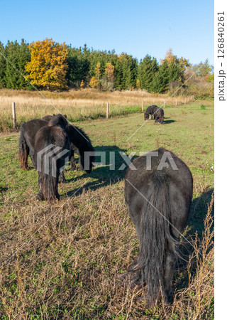 Pony horses grazing on a pasture 126840261