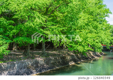 琵琶湖疏水　疏水沿いの山林　京都市 126840349
