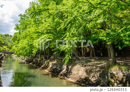 琵琶湖疏水　疏水沿いの樹林　京都市 126840353