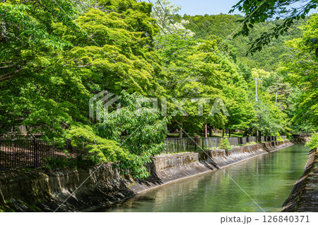 琵琶湖疏水　疏水沿いの樹林　京都市 126840371