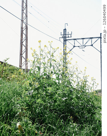 雑草に覆われた電柱 126840499