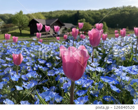 越後丘陵公園のチューリップ 126840520