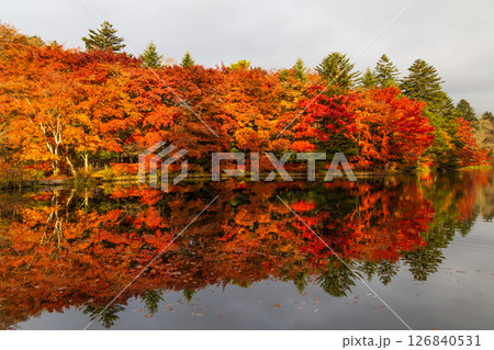 秋の長野県軽井沢町 紅葉の雲場池 秋の長野県軽井沢町 紅葉の雲場池 126840531