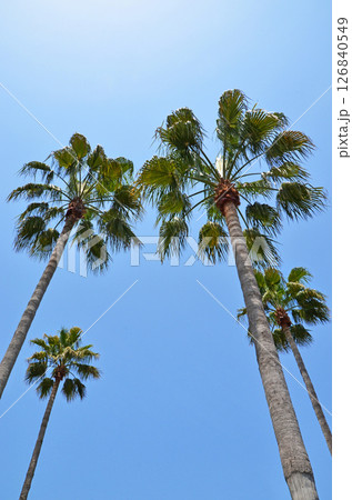 ヤシの木と青空 ヤシの木と青空 126840549