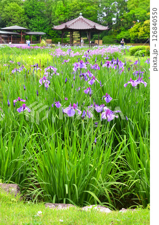 大阪　花菖蒲が咲き誇る城北菖蒲園の風景 126840550