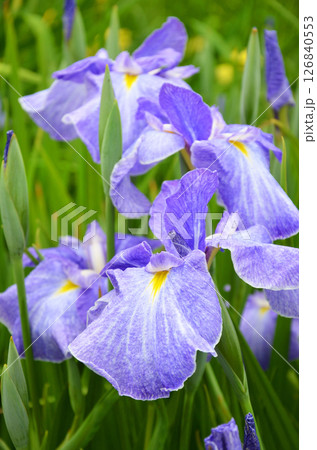 大阪 城北菖蒲園の花菖蒲 大阪 城北菖蒲園の花菖蒲 126840553