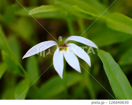 初夏の荒川河川敷に咲くミゾカクシの白い花 126840630