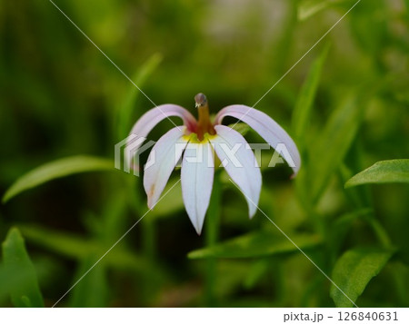 初夏の荒川河川敷に咲くミゾカクシの白い花 126840631