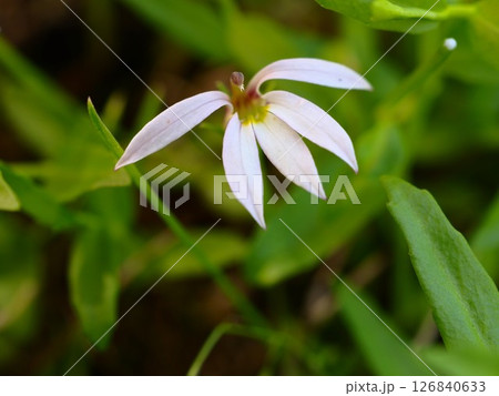 初夏の荒川河川敷に咲くミゾカクシの白い花 126840633